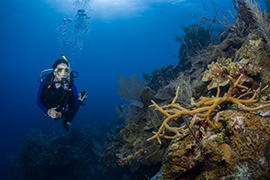 Diving Classes | PADI Certification