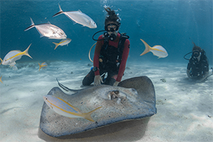 Stingray City | Kissing Rays